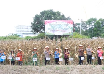 Polres Samosir mengikuti kegiatan Panen Raya Jagung Serentak Kuartal I Tahun 2026 yang dilaksanakan secara nasional melalui Zoom Meeting, pada Kamis (8/1/2026).