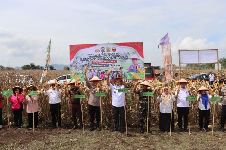 Polres Dairi bersama Pemerintah Kabupaten Dairi dan unsur Forkopimda melaksanakan Panen Raya Jagung Bersama di lahan pertanian produktif binaan Polres Dairi yang berlokasi di Dusun III Desa Kalang Simbara, Kecamatan Sidikalang, Kabupaten Dairi, Rabu (7/1/2026) pagi