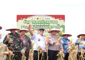 Polres Ogan Komering Ilir (OKI) turut berpartisipasi dalam kegiatan Panen Raya Jagung Serentak Kuartal IV Tahun 2025 yang digelar pada Rabu pukul 10.00 WIB di lahan jagung milik Aiptu Abastari, Kelurahan Kutaraya, Kecamatan Kayuagung.