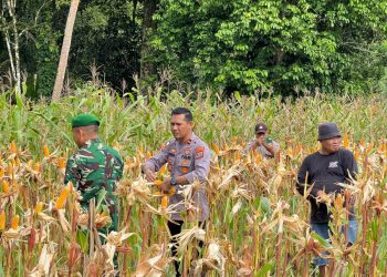Pada Rabu (14/1/2025) pagi, Kapolsek Kabaruan Ipda Andika Eka Putra Amisi, S.H., memimpin langsung kegiatan panen jagung hasil penanaman Kuartal IV di Kebun Luwing, Desa Taduna, Kecamatan Kabaruan, Kabupaten Kepulauan Talaud.