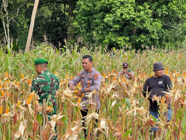 Pada Rabu (14/1/2025) pagi, Kapolsek Kabaruan Ipda Andika Eka Putra Amisi, S.H., memimpin langsung kegiatan panen jagung hasil penanaman Kuartal IV di Kebun Luwing, Desa Taduna, Kecamatan Kabaruan, Kabupaten Kepulauan Talaud.