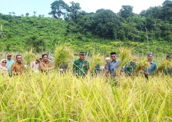 Sekretaris Daerah Kota Sabang Andri Nourman bersama para petani, Komandan Kodim 0112/Sabang Letkol Kav. Edi Purwanto dan dinas terkait, serta aparatur setempat melaksanakan panen perdana padi gogo dalam rangka Program Ketahanan Pangan Gampong Tahun 2026 di Jurong Alue Jaya, Gampong Bateeshoek, Kota Sabang.
