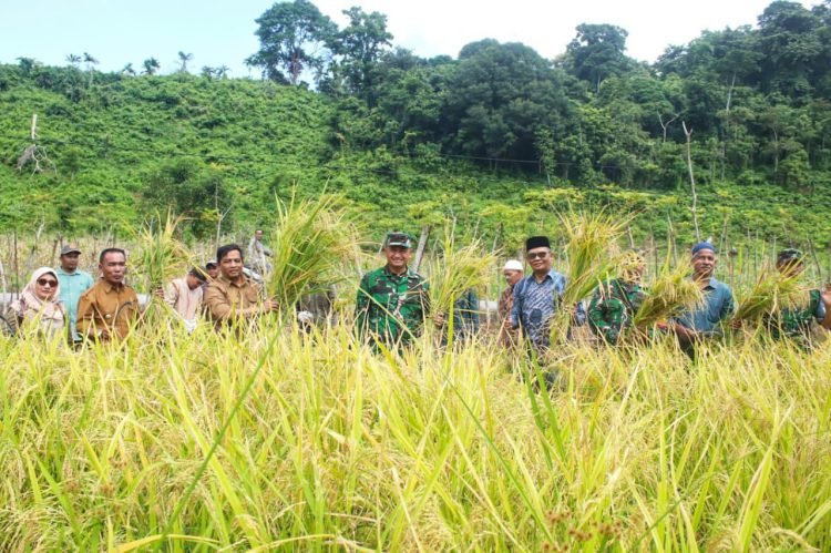 Sekretaris Daerah Kota Sabang Andri Nourman bersama para petani, Komandan Kodim 0112/Sabang Letkol Kav. Edi Purwanto dan dinas terkait, serta aparatur setempat melaksanakan panen perdana padi gogo dalam rangka Program Ketahanan Pangan Gampong Tahun 2026 di Jurong Alue Jaya, Gampong Bateeshoek, Kota Sabang.