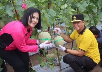 Kapolda Kalimantan Tengah (Kalteng) Irjen Pol Iwan Kurniawan, S.I.K., M.Si. bersama Ketua Bhayangkari Kalteng Ny. Maya Iwan Kurniawan, melaksanakan panen buah melon di lahan Pekarangan Pangan Lestari (P2L), Mapolda setempat, Jumat (6/2/2026).