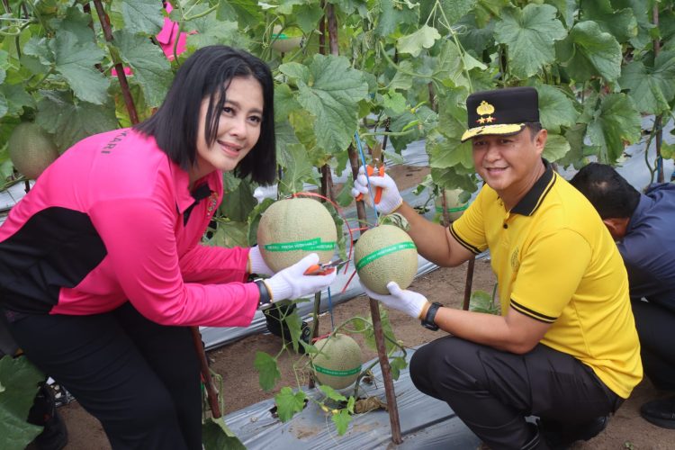 Kapolda Kalimantan Tengah (Kalteng) Irjen Pol Iwan Kurniawan, S.I.K., M.Si. bersama Ketua Bhayangkari Kalteng Ny. Maya Iwan Kurniawan, melaksanakan panen buah melon di lahan Pekarangan Pangan Lestari (P2L), Mapolda setempat, Jumat (6/2/2026).