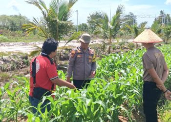 Kegiatan tersebut dilaksanakan di Kebun Elea Farm yang berlokasi di Jalan Palangka Raya – Tumbang Talaken Km 61 RT 01 RW 01, dengan luas lahan tanam pada Kuartal I mencapai 7 hektare. Tanaman jagung yang ditinjau memiliki usia kurang lebih 32 hari.