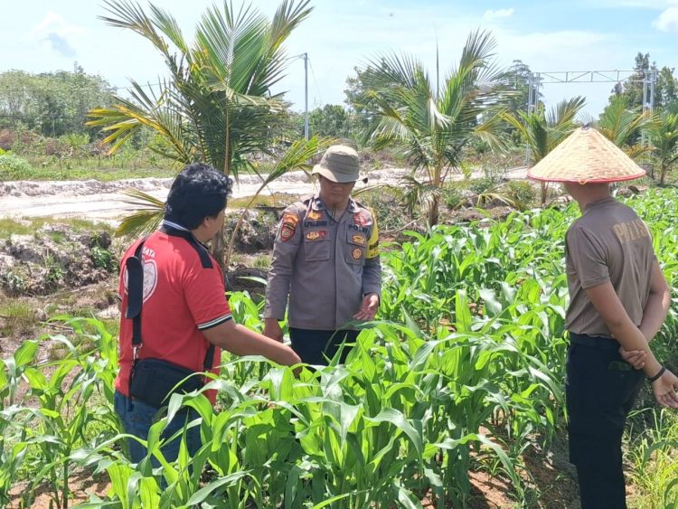 Kegiatan tersebut dilaksanakan di Kebun Elea Farm yang berlokasi di Jalan Palangka Raya – Tumbang Talaken Km 61 RT 01 RW 01, dengan luas lahan tanam pada Kuartal I mencapai 7 hektare. Tanaman jagung yang ditinjau memiliki usia kurang lebih 32 hari.
