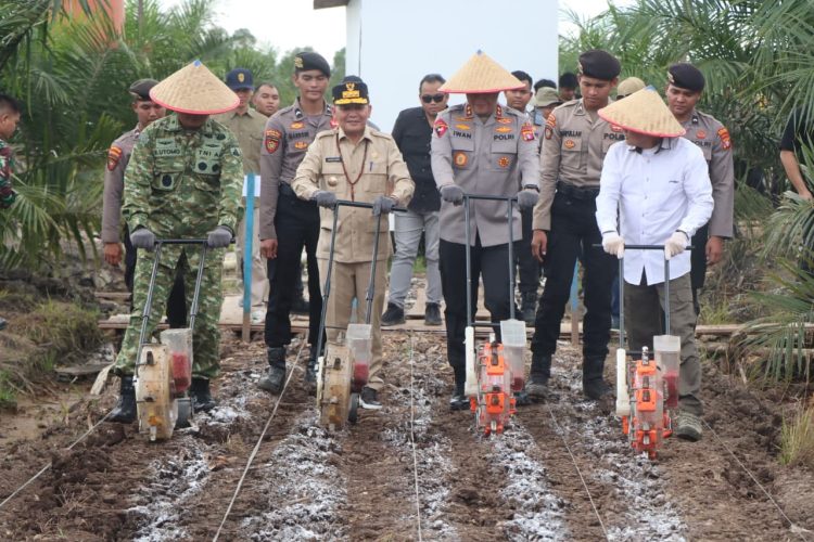 Dalam acara Tanam Raya Serentak Kuartal I Tahun 2026, yang dipusatkan di area perkebunan sawit PT MKM, Kabupaten Pulang Pisau, Polda Kalteng menanam jagung di lahan sela sawit seluas 128 hektare. Sabtu (7/3/2026).