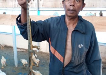 Pengelola BUMDes Desa Jaba, Kecamatan Namorambe, Kabupaten Deli Serdang berdalih semua ayam di peternakan habis dimangsa biawak