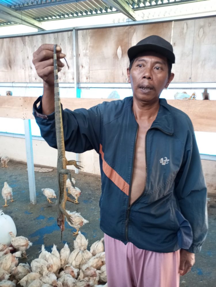 Pengelola BUMDes Desa Jaba, Kecamatan Namorambe, Kabupaten Deli Serdang berdalih semua ayam di peternakan habis dimangsa biawak