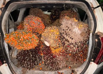 Setelah sdr ARD di amankan kemudian langsung membawa terlapor beserta barbuknya yaitu berupa 2 ( dua ) buah tojok 1 ( satu ) unit ranmor R4 jenis Toyota calya warna putih dengan No Pol AB 1884 MJ,
41 (empat puluh satu) janjang buah sawit dengan berat 620 (enam ratus dua puluh) Kilogram di amankan,