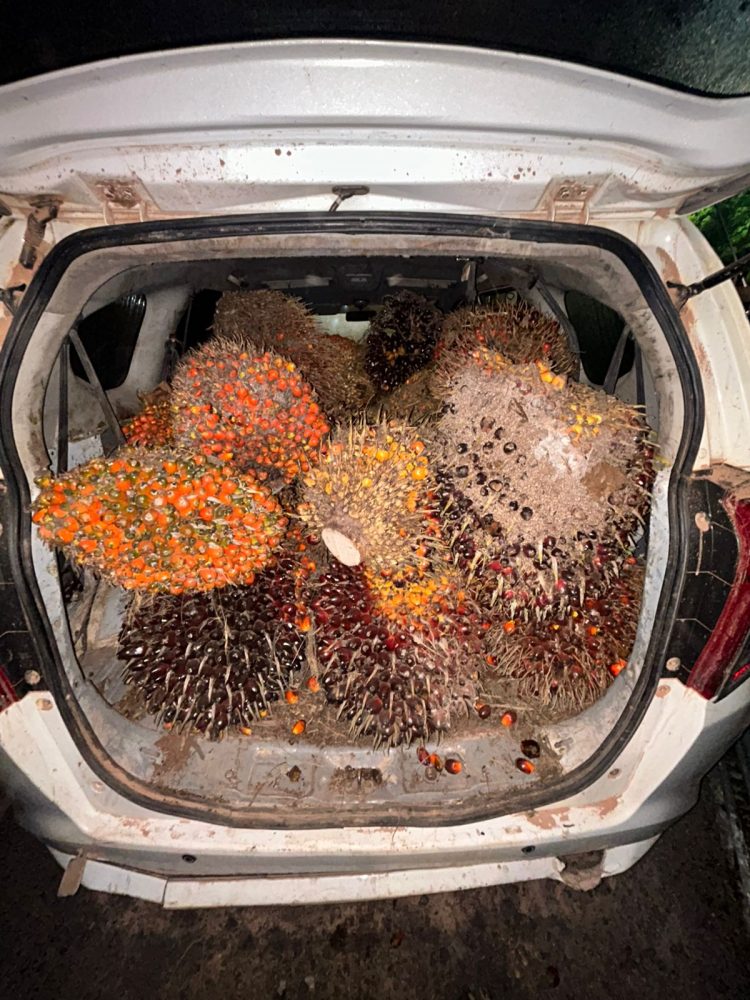 Setelah sdr ARD di amankan kemudian langsung membawa terlapor beserta barbuknya yaitu berupa 2 ( dua ) buah tojok 1 ( satu ) unit ranmor R4 jenis Toyota calya warna putih dengan No Pol AB 1884 MJ,
41 (empat puluh satu) janjang buah sawit dengan berat 620 (enam ratus dua puluh) Kilogram di amankan,