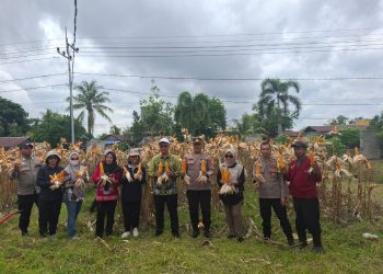 Personel Polsek Bukit Batu menghadiri kegiatan panen jagung pipil di Kantor UPT Balai Benih Pertanian dan Perkebunan, Jalan Tjilik Riwut Km 31, Kelurahan Banturung, Kecamatan Bukit Batu.