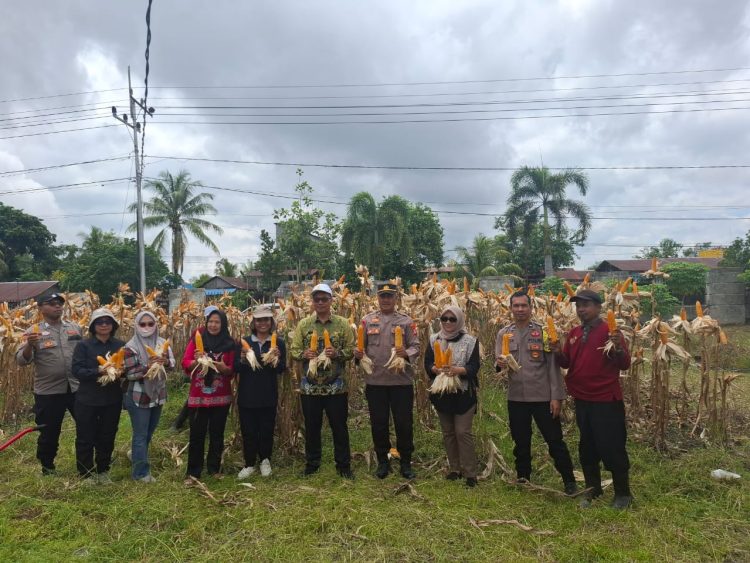Personel Polsek Bukit Batu menghadiri kegiatan panen jagung pipil di Kantor UPT Balai Benih Pertanian dan Perkebunan, Jalan Tjilik Riwut Km 31, Kelurahan Banturung, Kecamatan Bukit Batu.