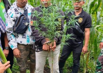 Sat Narkoba Polres Dairi bersama Unit Intel Kodim 0206 Dairi melakukan penangkapan terhadap seorang tersangka, berinisial SRC (33) usai menanam ganja di perladangan yang berlokasi di Desa Bangun Induk Kecamatan Parbuluan Kabupaten Dairi. 
