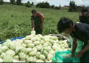Babinsa Koramil 12/Saribudolok Kodim 0207/Simalungun, Sertu Darwin Purba, menunjukkan kepeduliannya dengan terjun langsung membantu petani memanen sayur kol di Kelurahan Saribudolok, Kecamatan Silimakuta, Kabupaten Simalungun, Selasa (28/4/2026).