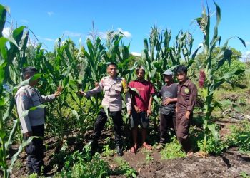 Unit Binmas dan Bhabinkamtibmas Polsek Pahandut Polresta Palangka Raya melaksanakan pengecekan pertumbuhan tanaman jagung di wilayah Kelurahan Pahandut Katimpun.