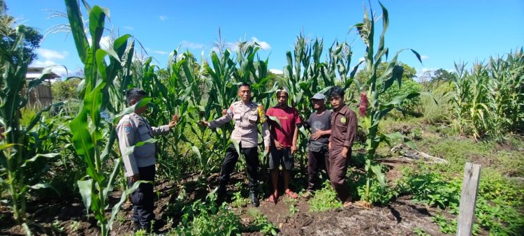 Unit Binmas dan Bhabinkamtibmas Polsek Pahandut Polresta Palangka Raya melaksanakan pengecekan pertumbuhan tanaman jagung di wilayah Kelurahan Pahandut Katimpun.