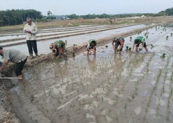 Babinsa Koramil 03/Siantar Selatan Kodim 0207/Simalungun turut ambil bagian dalam kegiatan tanam padi serentak 50.000 hektare yang dilaksanakan secara serentak di seluruh Indonesia.