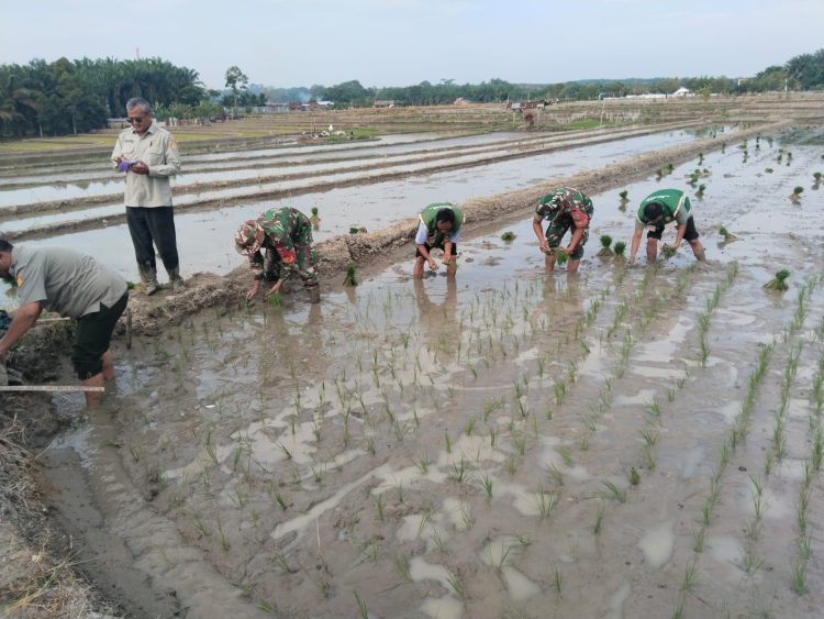 Babinsa Koramil 03/Siantar Selatan Kodim 0207/Simalungun turut ambil bagian dalam kegiatan tanam padi serentak 50.000 hektare yang dilaksanakan secara serentak di seluruh Indonesia.