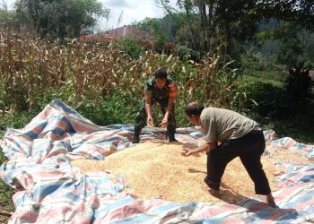 Babinsa Koramil 15/Dolok Panribuan Kodim 0207/Simalungun, Koptu Sumarlin, menunjukkan kepeduliannya dengan turun langsung membantu para petani di wilayah binaannya.