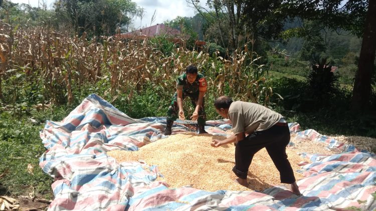 Babinsa Koramil 15/Dolok Panribuan Kodim 0207/Simalungun, Koptu Sumarlin, menunjukkan kepeduliannya dengan turun langsung membantu para petani di wilayah binaannya.