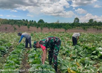 Babinsa Koramil 12/Saribudolok Kodim 0207/Simalungun, Kopda E.S. Sijabat, turun langsung membantu warga memanen sayuran di lahan milik petani setempat.