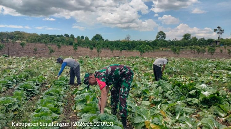 Babinsa Koramil 12/Saribudolok Kodim 0207/Simalungun, Kopda E.S. Sijabat, turun langsung membantu warga memanen sayuran di lahan milik petani setempat.