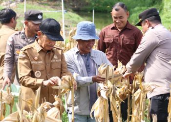 Wakil Wali Kota Sabang Suradji Junus melakukan panen jagung kwartal II di lahan BUMG Paya Seunara seluas 1 hektare. Kegiatan yang menghasilkan sekitar 1 ton jagung pipil, menjadi bukti optimalisasi lahan produktif di tingkat gampong.