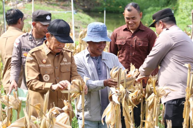 Wakil Wali Kota Sabang Suradji Junus melakukan panen jagung kwartal II di lahan BUMG Paya Seunara seluas 1 hektare. Kegiatan yang menghasilkan sekitar 1 ton jagung pipil, menjadi bukti optimalisasi lahan produktif di tingkat gampong.