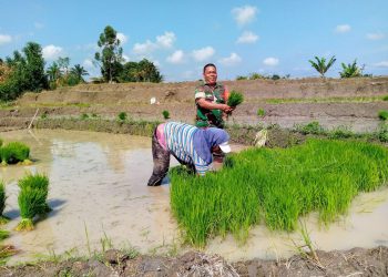 Babinsa, Kopka Misrain Parlindungan, turun langsung ke sawah dalam kegiatan ketahanan pangan (Hanpangan) yang dilaksanakan di lahan milik Ibu Saorma Siallagan seluas kurang lebih 6 rante, pada Rabu (6/5/26).