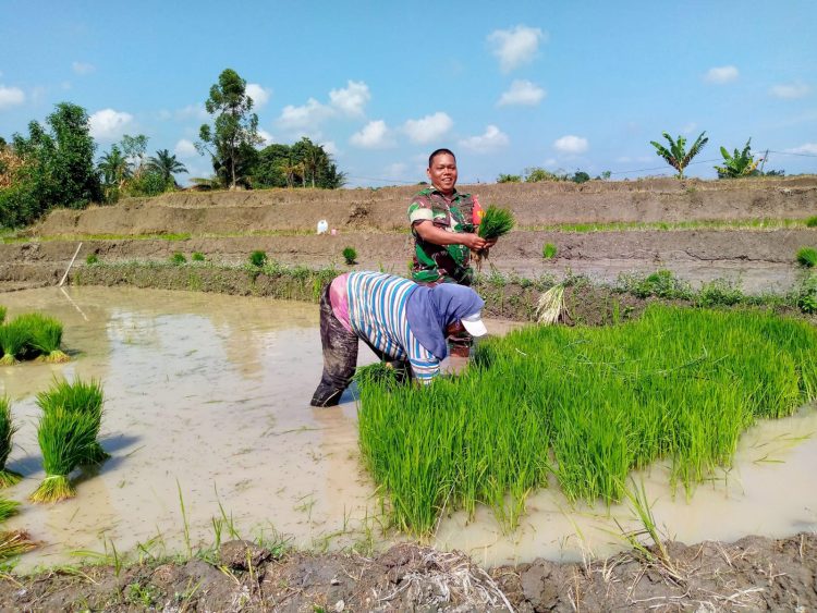 Babinsa, Kopka Misrain Parlindungan, turun langsung ke sawah dalam kegiatan ketahanan pangan (Hanpangan) yang dilaksanakan di lahan milik Ibu Saorma Siallagan seluas kurang lebih 6 rante, pada Rabu (6/5/26).