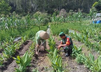 Pada Jumat (08/05/2026), Sertu Josua melaksanakan komunikasi sosial (komsos) sekaligus membantu petani merawat tanaman kunyit milik Bapak Malau di Nagori Dolok Saribu, Kecamatan Dolok Pardamean, Kabupaten Simalungun. Jumat (08/05/2026).