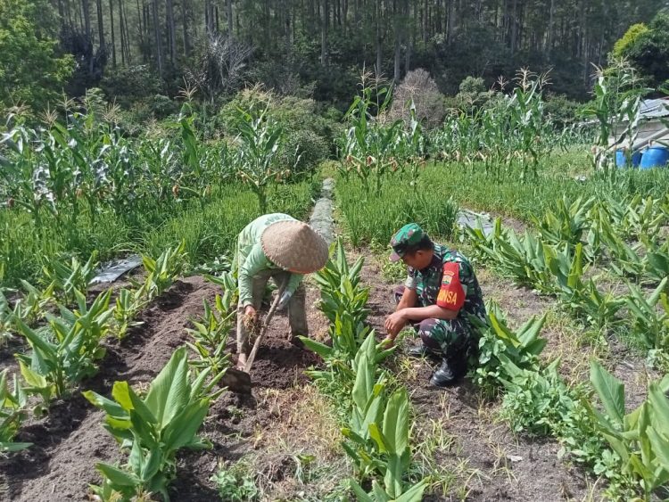 Pada Jumat (08/05/2026), Sertu Josua melaksanakan komunikasi sosial (komsos) sekaligus membantu petani merawat tanaman kunyit milik Bapak Malau di Nagori Dolok Saribu, Kecamatan Dolok Pardamean, Kabupaten Simalungun. Jumat (08/05/2026).