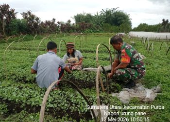 Babinsa Koramil 13/Purba Kodim 0207/Simalungun saat melaksanakan kegiatan komunikasi sosial (Komsos) bersama para petani bibit kol di Nagori Urung Pane, Kecamatan Purba, Kabupaten Simalungun, pada Selasa (12/05/2026).
