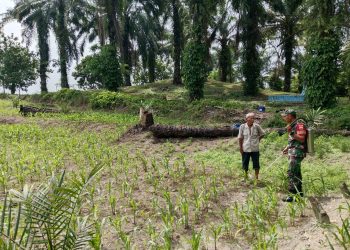 Babinsa Koramil 10/Tanah Jawa Kodim 0207/Simalungun, Kopda Ojak Simanullang, yang melaksanakan kegiatan Komunikasi Sosial (Komsos) sekaligus membantu petani melakukan penyemprotan hama pada tanaman jagung di Nagori Pulo Bayu, Kecamatan Huta Bayu Raja, Kabupaten Simalungun, Jumat (15/05/2026).