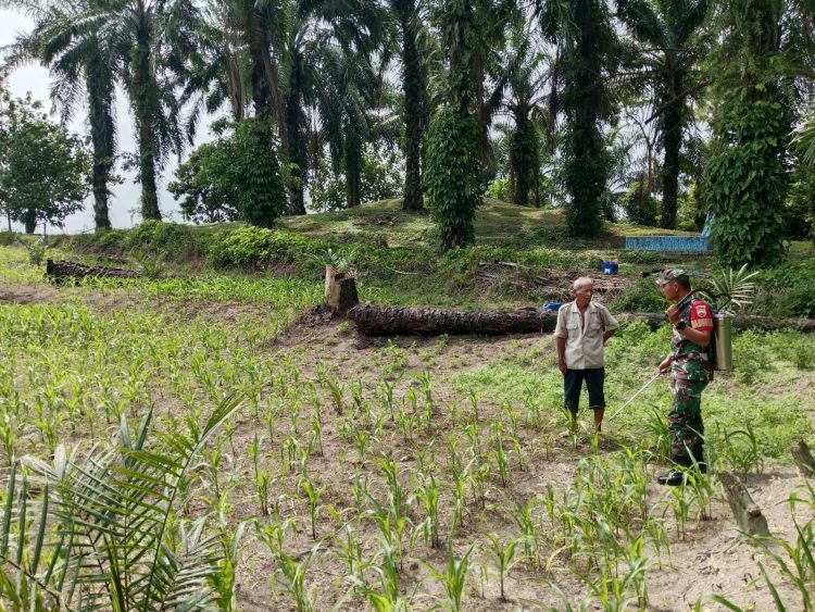 Babinsa Koramil 10/Tanah Jawa Kodim 0207/Simalungun, Kopda Ojak Simanullang, yang melaksanakan kegiatan Komunikasi Sosial (Komsos) sekaligus membantu petani melakukan penyemprotan hama pada tanaman jagung di Nagori Pulo Bayu, Kecamatan Huta Bayu Raja, Kabupaten Simalungun, Jumat (15/05/2026).