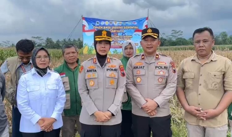 Kapolres Purbalingga AKBP Anita Indah Setyaningrum bersama stakeholder terkait secara simbolis melaksanakan panen di lahan seluas 8.000 meter persegi. Lahan tersebut dikelola oleh petani desa setempat