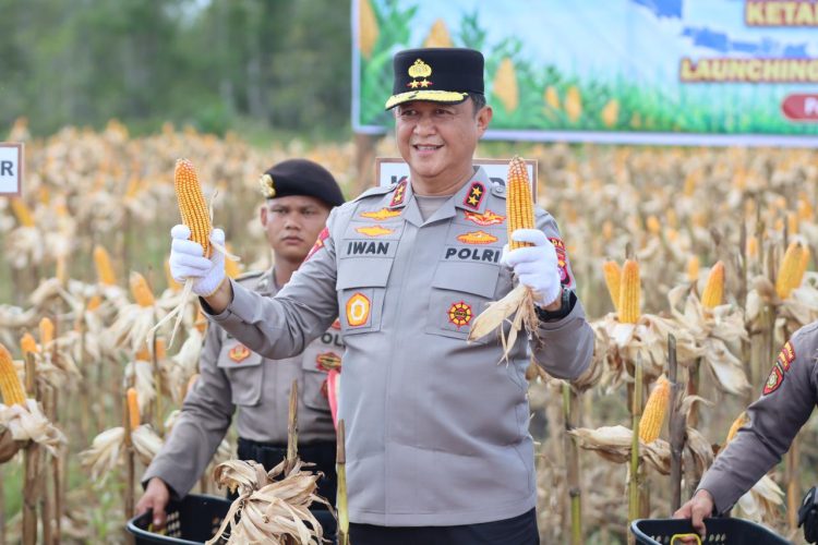 Kapolda Kalimantan Tengah (Kalteng) Irjen Pol Iwan Kurniawan, S.IK., M.Si. melaksanakan panen raya jagung Kuartal II Tahun 2026 di Kelurahan Pager, Kec. Rakumpit, Kota Palangka Raya, Sabtu (16/5/2026) siang.