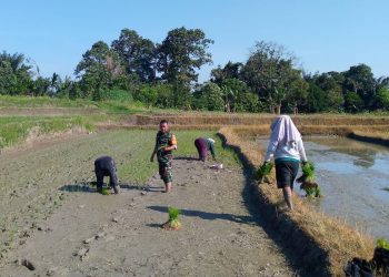 Jumat (22/05/2026). Di tengah lumpur sawah dan semangat para petani, Babinsa Koramil 09/Tigabalata Kodim 0207/Simalungun, Kopka Misrain Parlindungan, hadir langsung mendampingi warga melakukan penanaman padi di lahan milik Bapak Jaya Sianturi.
