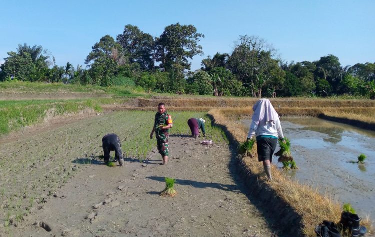 Jumat (22/05/2026). Di tengah lumpur sawah dan semangat para petani, Babinsa Koramil 09/Tigabalata Kodim 0207/Simalungun, Kopka Misrain Parlindungan, hadir langsung mendampingi warga melakukan penanaman padi di lahan milik Bapak Jaya Sianturi.