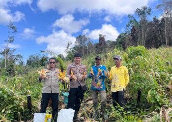 jajaran Kepolisian Sektor (Polsek) Rungan bersama Pemerintah Desa dan masyarakat Desa Batu Puter menggelar aksi nyata di sektor pertanian. Langkah konkret ini diwujudkan melalui kegiatan panen raya jagung hibrida Kuartal I Tahun 2026 yang berlangsung sukses, produktif, dan penuh semangat kebersamaan.