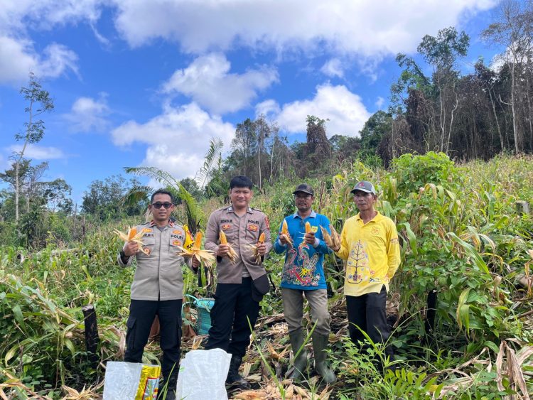 jajaran Kepolisian Sektor (Polsek) Rungan bersama Pemerintah Desa dan masyarakat Desa Batu Puter menggelar aksi nyata di sektor pertanian. Langkah konkret ini diwujudkan melalui kegiatan panen raya jagung hibrida Kuartal I Tahun 2026 yang berlangsung sukses, produktif, dan penuh semangat kebersamaan.