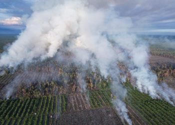 Yayasan APEL Green Aceh mencatat sedikitnya 334 hektare lahan gambut terbakar di kawasan Rawa Tripa, Kecamatan Darul Makmur, Kabupaten Nagan Raya, hingga 5 Juni 2026.