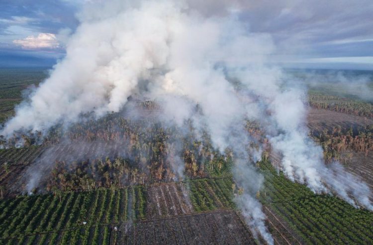 Yayasan APEL Green Aceh mencatat sedikitnya 334 hektare lahan gambut terbakar di kawasan Rawa Tripa, Kecamatan Darul Makmur, Kabupaten Nagan Raya, hingga 5 Juni 2026.
