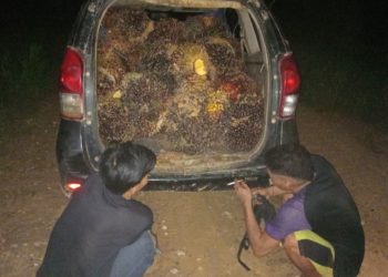 Polsek Antang Kalang Polres Kotim Telah mengamankan Terlapor An. DD 37 th, dan Sdr BB 24th yang melakukan Tindak Pidana Pencurian TBS (Tandan Buah Segar) Sawit di PT KMB ( Karya Makmur Bahagia) JL BLOK G19Y DIVISI 5 MAGE Gunung Makmur, Kec Antang Kalang, Kab Kotim, Prov Kalteng. (TKP).
