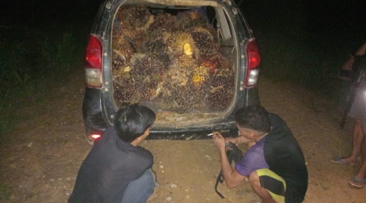 Polsek Antang Kalang Polres Kotim Telah mengamankan Terlapor An. DD 37 th, dan Sdr BB 24th yang melakukan Tindak Pidana Pencurian TBS (Tandan Buah Segar) Sawit di PT KMB ( Karya Makmur Bahagia) JL BLOK G19Y DIVISI 5 MAGE Gunung Makmur, Kec Antang Kalang, Kab Kotim, Prov Kalteng. (TKP).