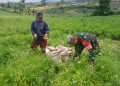 Babinsa Koramil 18/Dolok Silau Kodim 0207/Simalungun, Sertu K. Silalahi, yang melaksanakan kegiatan komunikasi sosial (Komsos) bersama petani di Nagori Bosi Sinombah, Kecamatan Dolok Silau, Kamis (2/7/2026) sekitar pukul 09.30 WIB.