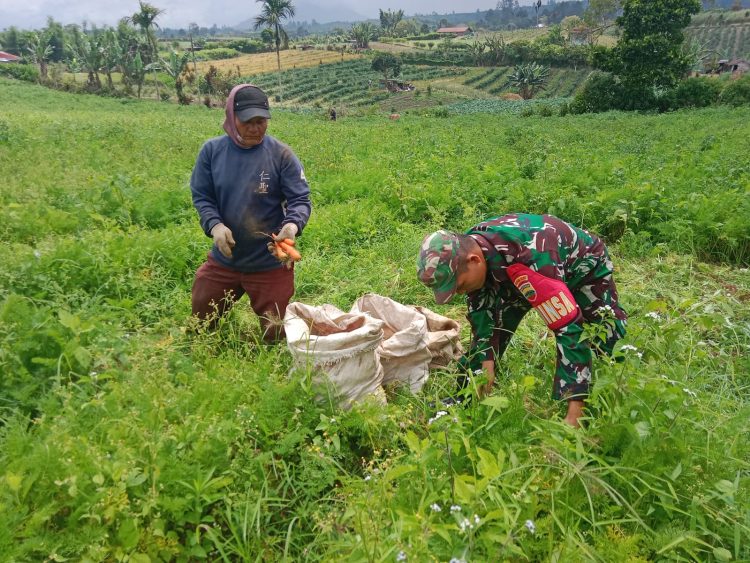 Babinsa Koramil 18/Dolok Silau Kodim 0207/Simalungun, Sertu K. Silalahi, yang melaksanakan kegiatan komunikasi sosial (Komsos) bersama petani di Nagori Bosi Sinombah, Kecamatan Dolok Silau, Kamis (2/7/2026) sekitar pukul 09.30 WIB.