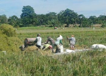 Babinsa Koramil 09/Tiga Balata Kodim 0207/Simalungun, Serda P. Simatupang, yang melakukan monitoring sekaligus pendampingan panen padi pada Kamis (2/7/2026).